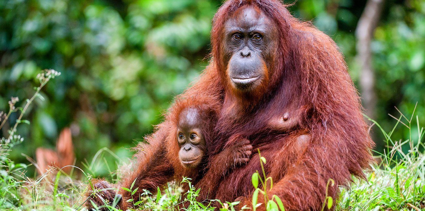 orangután, aceite de palma, maltrato animal