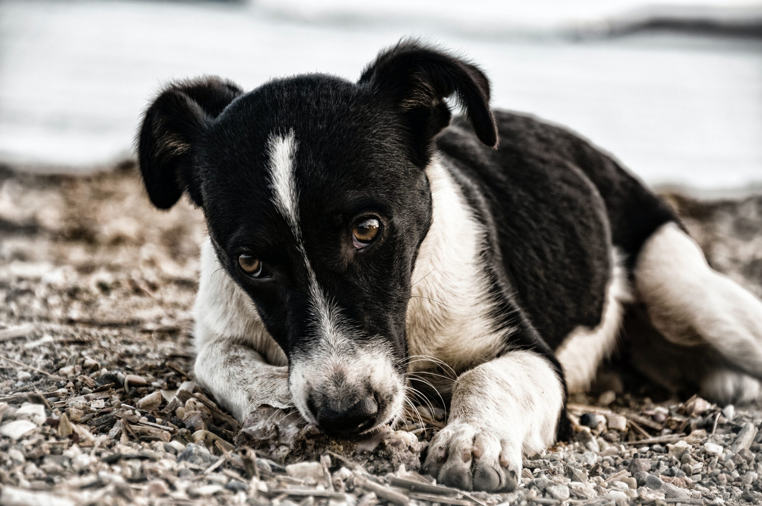 perro maltrato