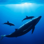 ballena y delfines